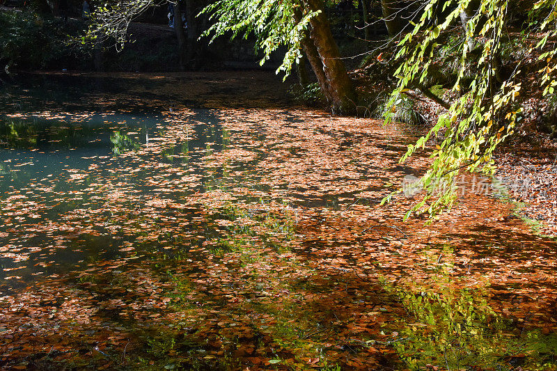 湖面上的树叶和树枝
