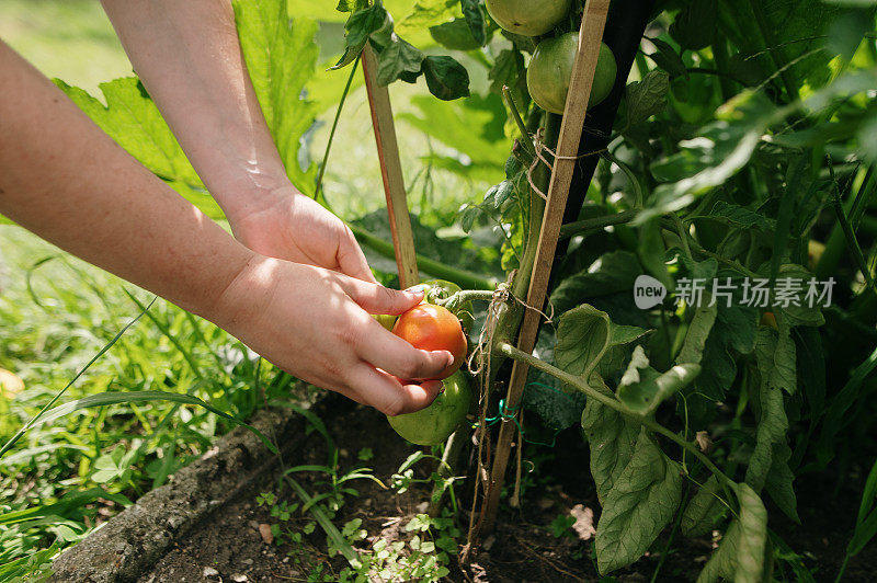 在果园里摘番茄