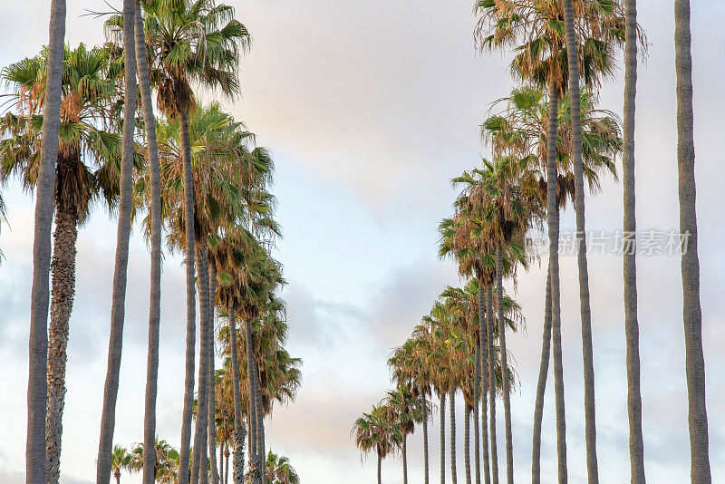 加州拉霍亚的柱状棕榈棕榈树