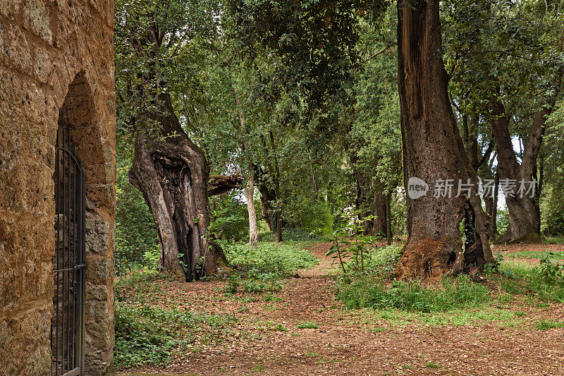 意大利拉齐奥，维泰博的Sutri:古老的神圣森林公园，世俗的橡树林靠近伊特鲁里亚考古遗址