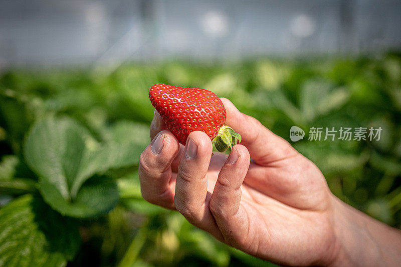 健康的蔬菜和水果