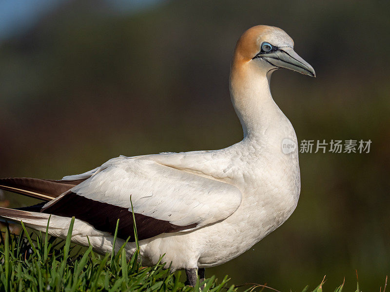 塘鹅鸟