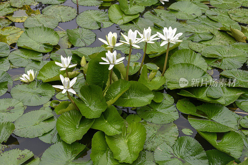 恬静风光，荷花水百合磅。