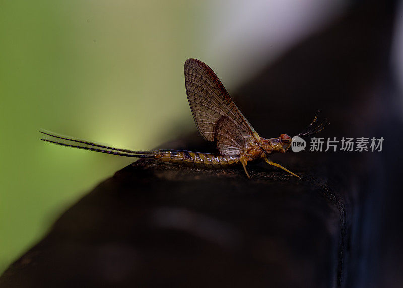 蜉蝣刚蜕皮