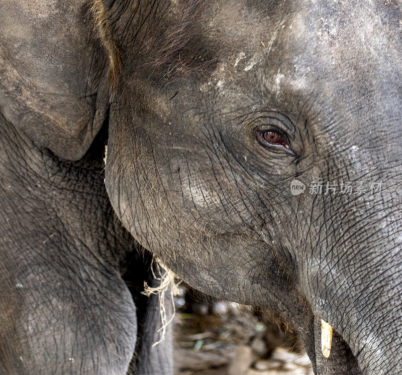 特写的印度大象的眼睛和脸。