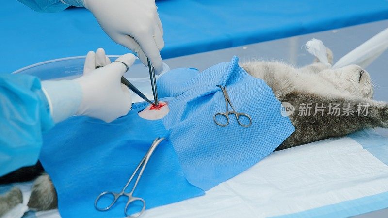 兽医切除卵巢和子宫，猫在麻醉下躺着，伸出绑住的爪子