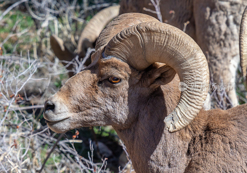 科罗拉多皇家峡谷的大角公羊