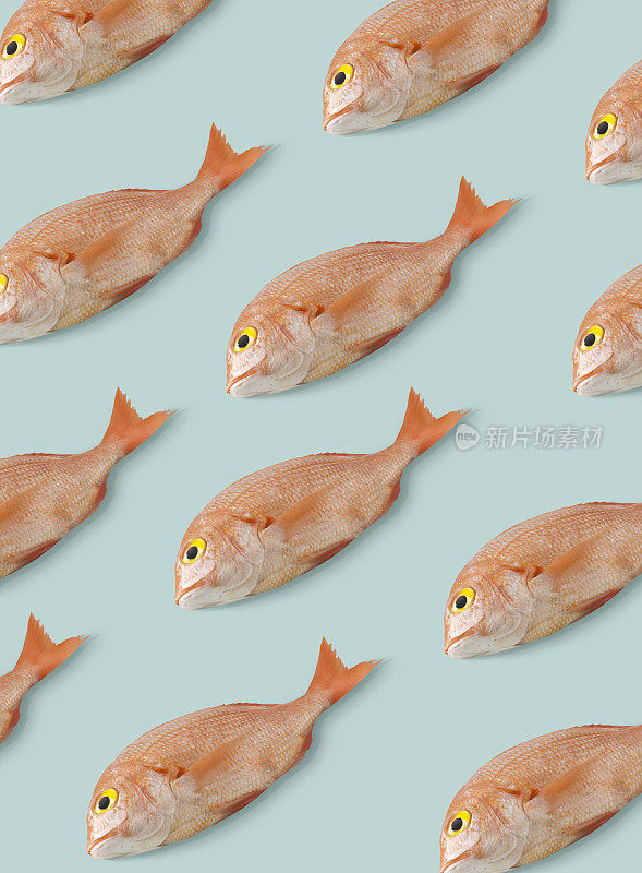 红海鲷鱼