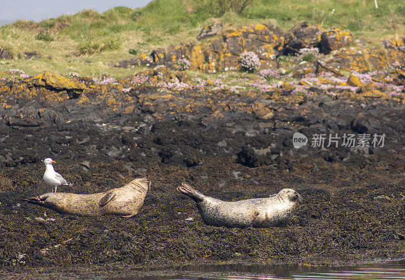 英国苏格兰格拉斯哥奥本海岸的海狮海豹