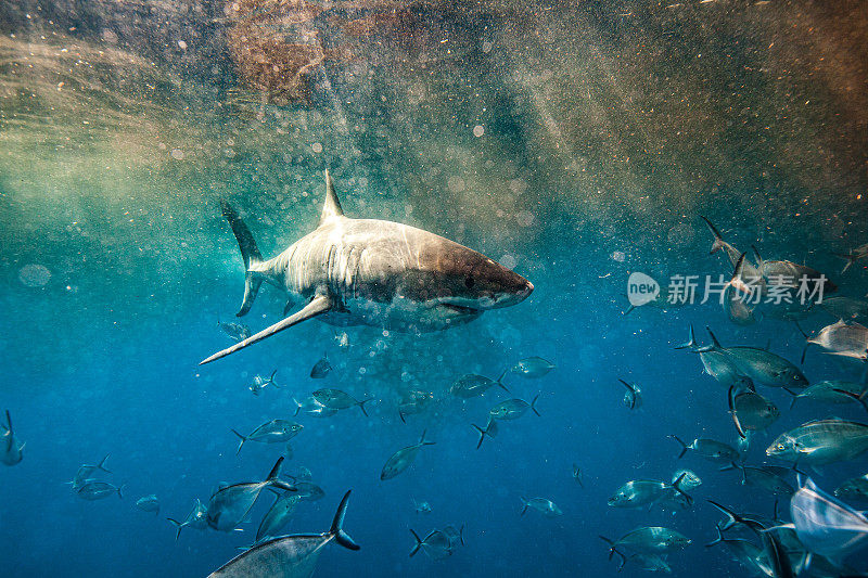 大白鲨带着血和鱼游过浑浊的水