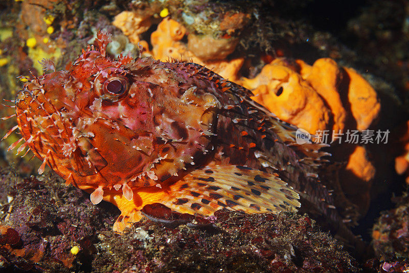 水下红蝎子鱼在深海捕鱼海洋生物地中海鲉鱼戴水肺潜水员的观点