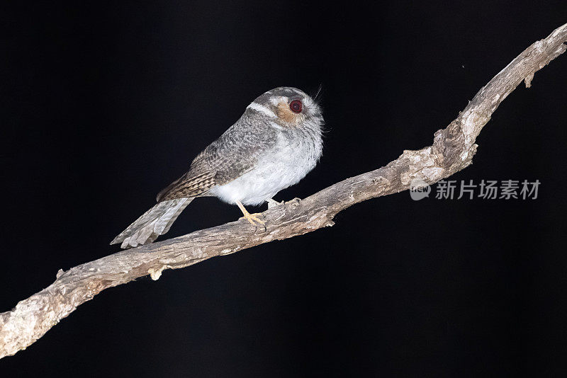 澳大利亚Owlet-nightjar