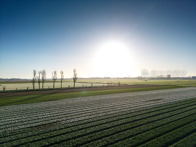 日出在荷兰风信子花田。