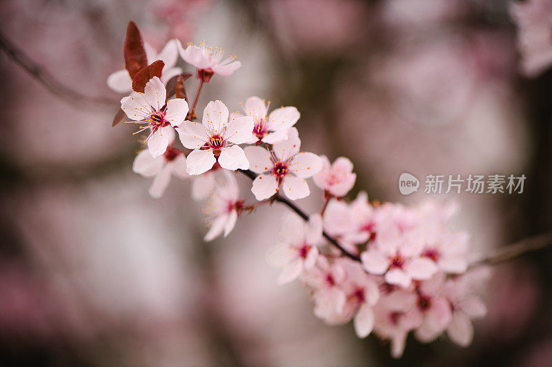 春粉花开