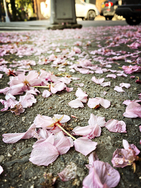 人行道上的樱花花瓣