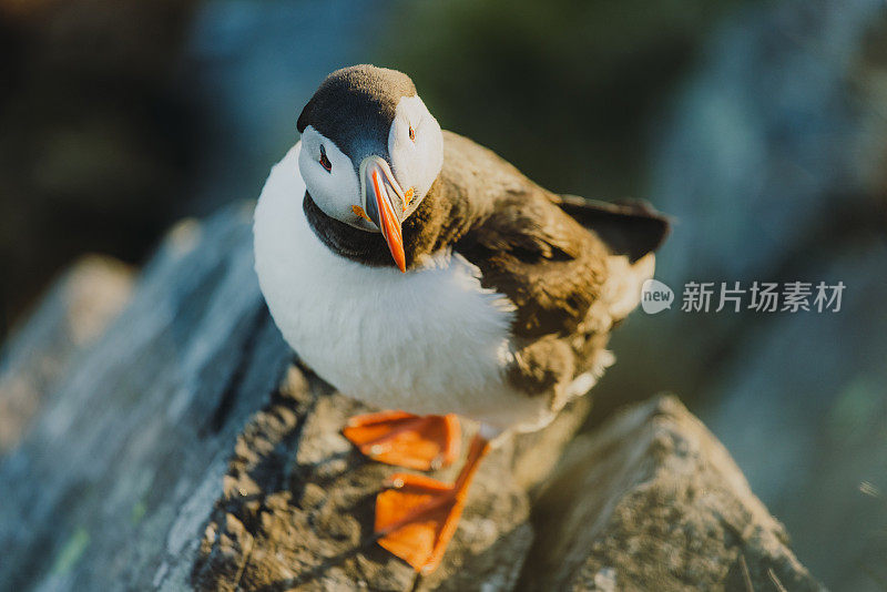 挪威日落时悬崖上的大西洋海雀