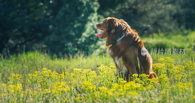 那只狗正坐在开着黄花的草地上。