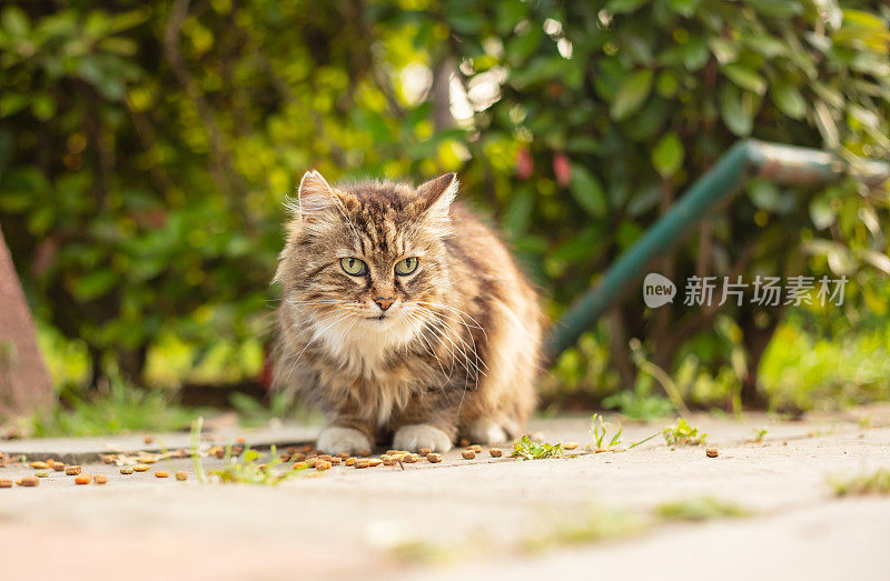 多色的流浪猫站在街中央。