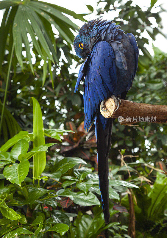 特写生动的蓝色风信子金刚鹦鹉，蓝色鹦鹉肖像与模糊的背景