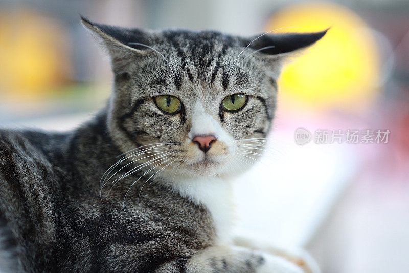 美丽的条纹猫躺在地板上的肖像，背景模糊