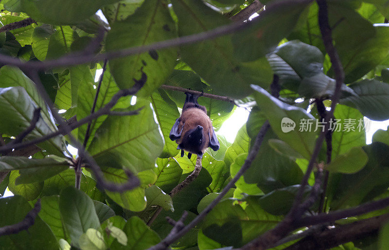 印度马哈拉施特拉邦索拉普尔，一只果蝠挂在树上。莱尔是一只飞狐。