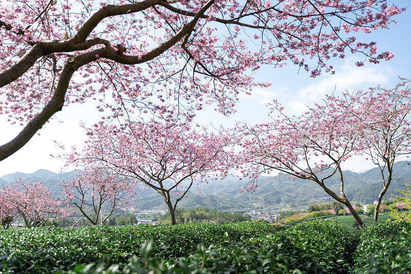 阳光下的樱花茶园