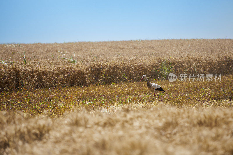 小麦作物在夏季播种