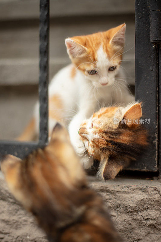 三只流浪小猫在街上玩耍。