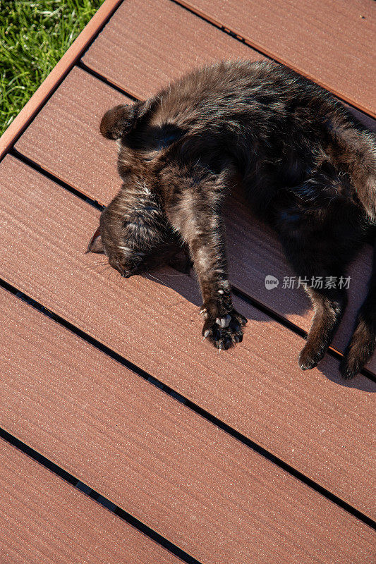 躺在木露台上晒太阳的黑猫