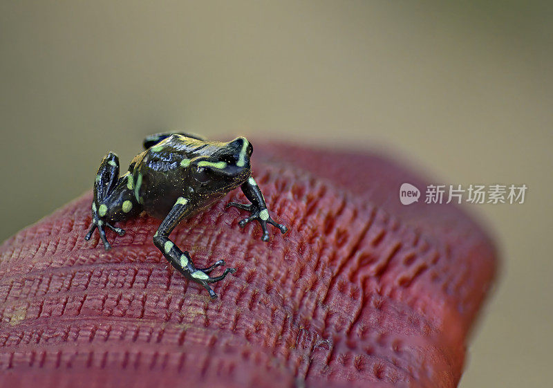 绿色和黑色的毒箭蛙在叶子上