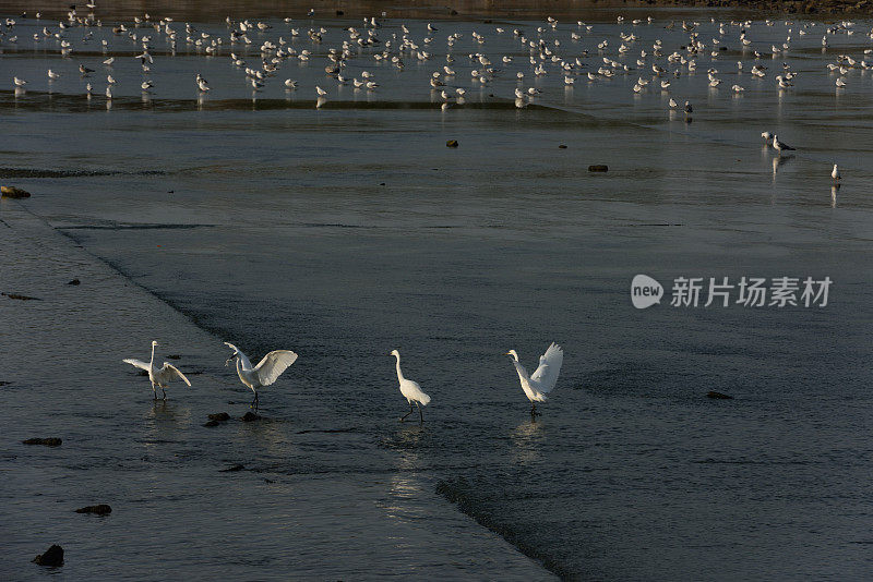 湿地苍鹭在夕阳下觅食