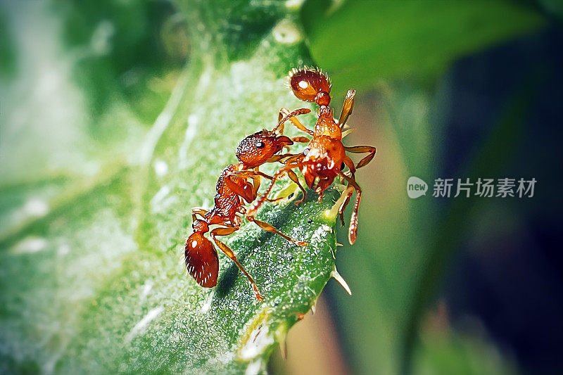 红蚁科普通红蚁昆虫