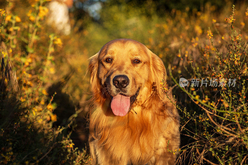 在温暖的午后阳光下，金毛猎犬在草地上散步的肖像。