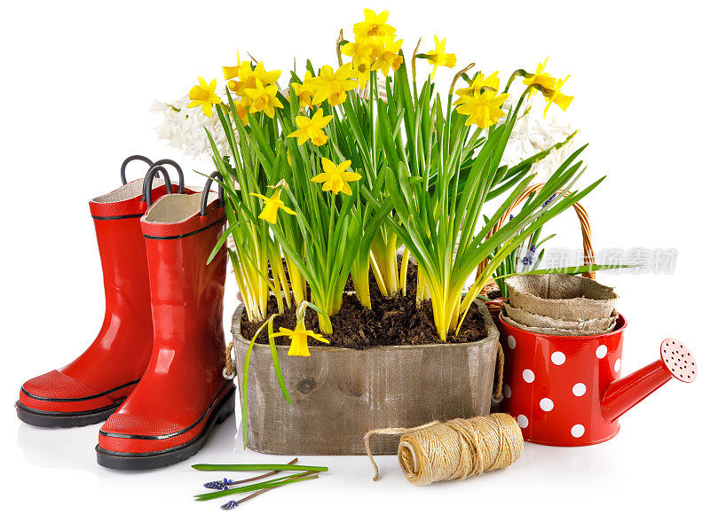 春天的花在花盆里，用红色的橡胶靴子和园艺工具。遗传算法