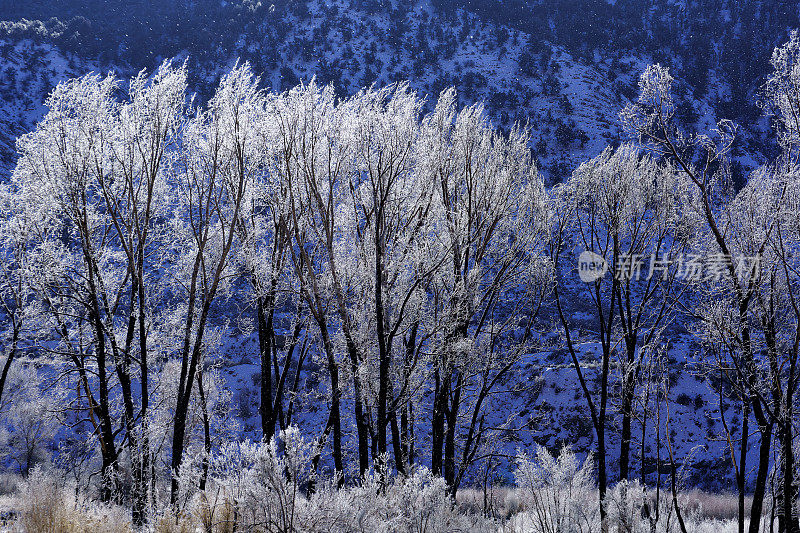 背光冰霜雪树冬季景观