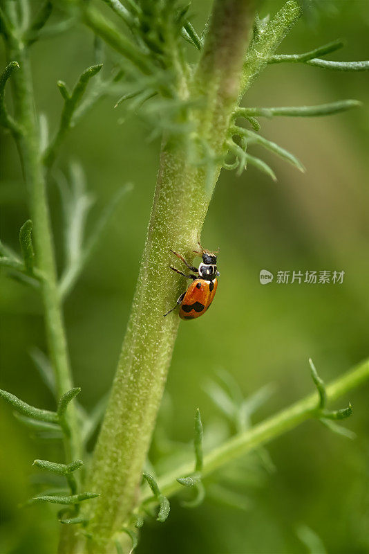 瓢虫攀爬洋甘菊茎