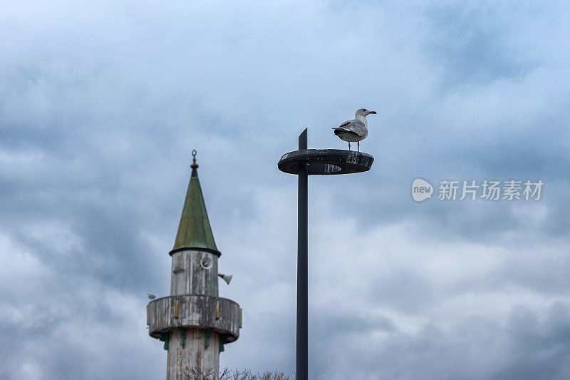 一只海鸥站在路灯上，路灯后面是清真寺的尖塔