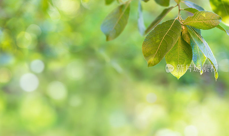 树枝与新鲜的绿叶和散焦模糊运动绿色郁郁葱葱的树叶在背景。