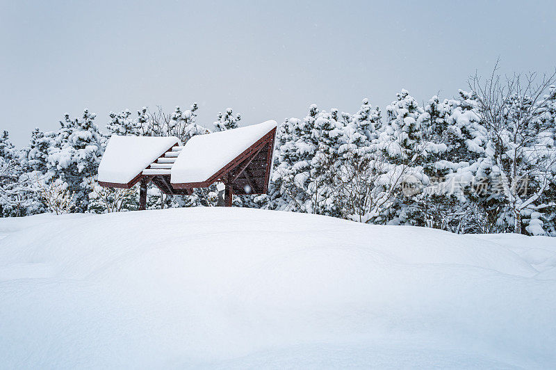 白雪覆盖了树木和地面