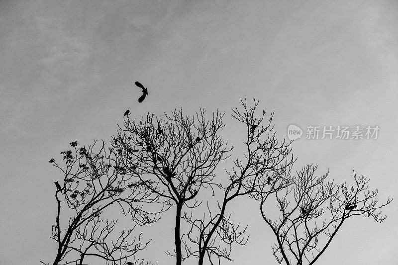 一只乌鸦栖息在树上，一只乌鸦在飞翔