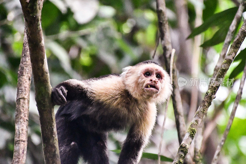 灵长类卷尾猴，产于中美洲哥斯达黎加的阿雷纳尔火山地区