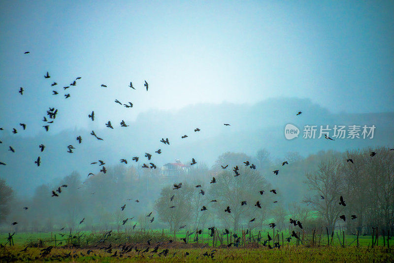 神秘的黑暗:一群乌鸦在雾中飞行