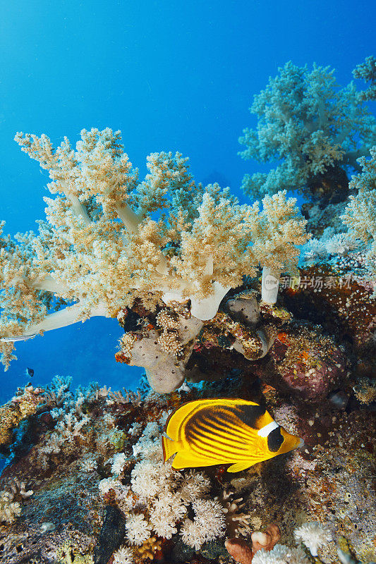 红海条纹蝴蝶鱼鱼和带刺的海藻，火珊瑚水下海洋生物珊瑚礁水下照片水肺潜水员的观点