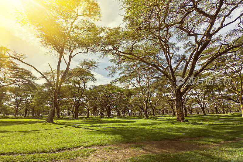 坦桑尼亚恩戈罗恩戈罗公园的金合欢树和美丽的非洲稀树草原景观