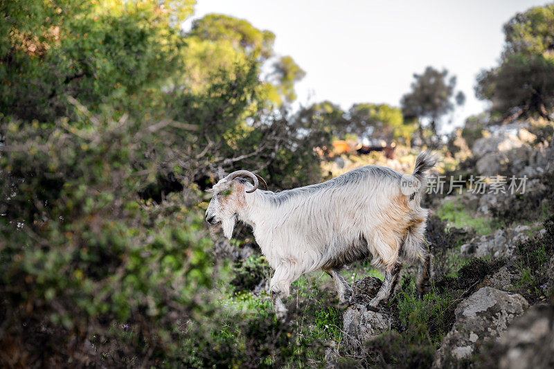 山羊在多岩石的山上吃草。四月明亮的Halkidiki