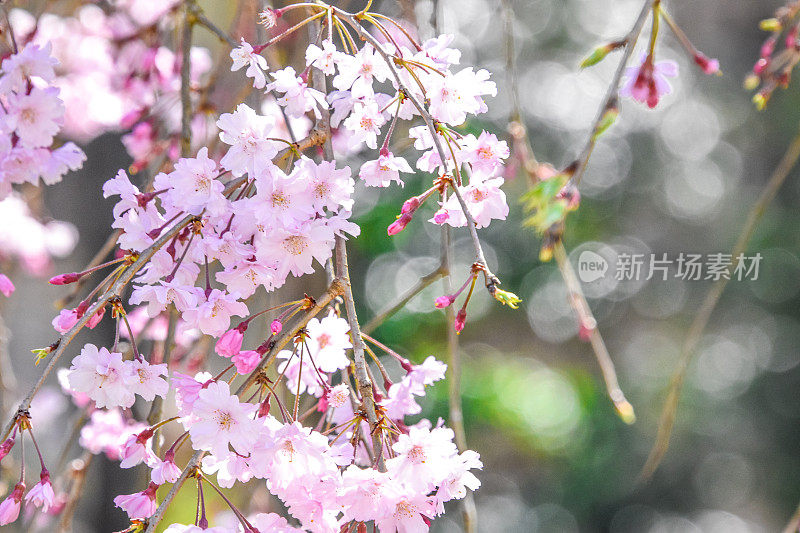 春花背景