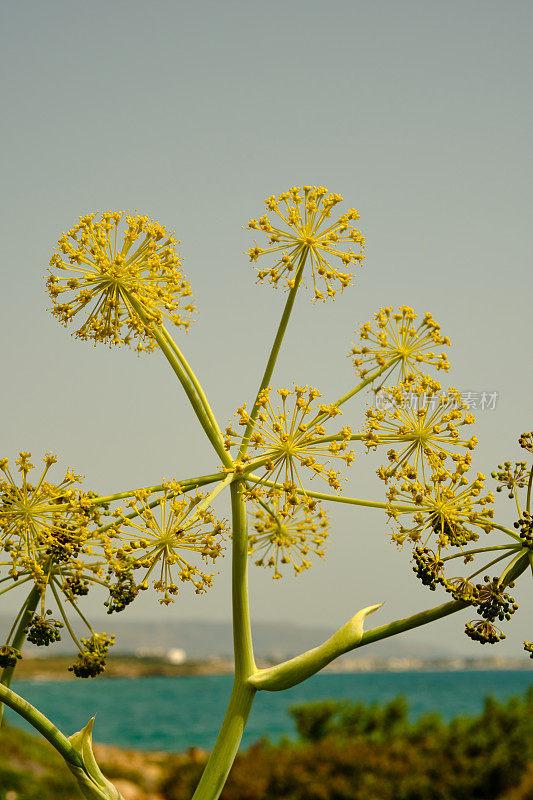 野生茴香花，西西里岛