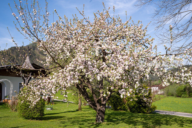 奥地利蒂罗尔的春天:花园里盛开的苹果树。晴朗的一天，蓝天