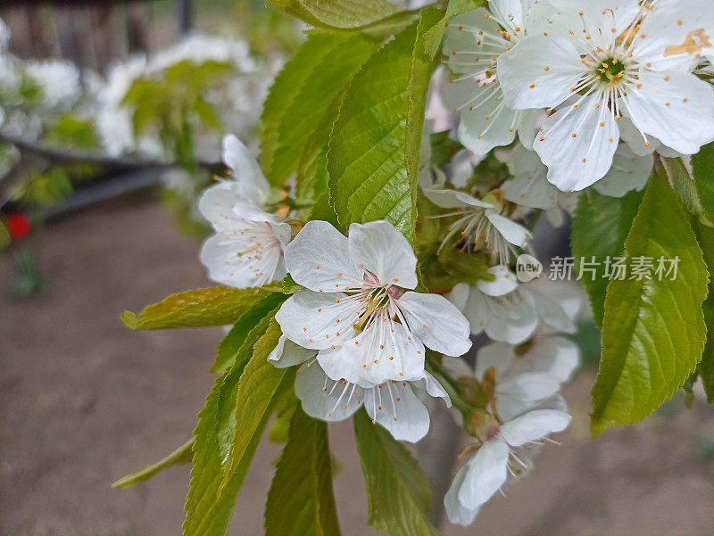 春天里梨花盛开。季节性的摄影