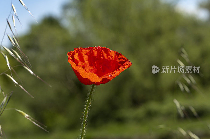 罂粟(罂粟花)